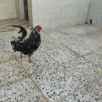 خروس گلین