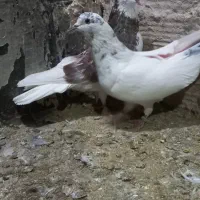 ۲ عدد نر گردن کلفت