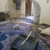 قفس