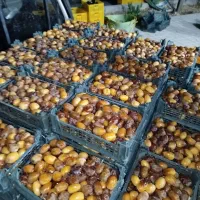 رطب عسلی طلای جنوب و خرما کبکاب مرکز ما هستیم|خوردنی و آشامیدنی|شیراز, قصرالدشت|دیوار