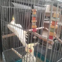 یک جفت عروس هلندی