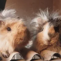 خوکچه هندی و همستر|موش و خرگوش|یزد, |دیوار