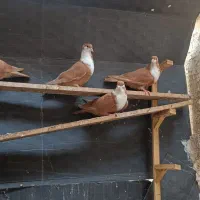 کبوتر کرواتی