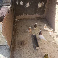 طوقی|پرنده|کاشمر, |دیوار