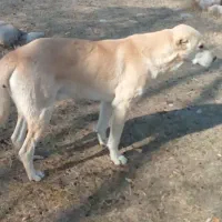 سگگله|سگ|بستان آباد, |دیوار