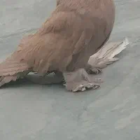 گمشده مثلا بخارا ،راعبی ،دو‌کاکول،گمشده ماده بخارا|حیوانات|مشهد, منزل آباد|دیوار