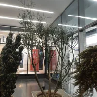 سانسوریا|گل و گیاه طبیعی|ری, اقدسیه|دیوار