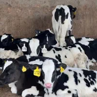 فروش گوساله نرقطع شیر۵۰راس