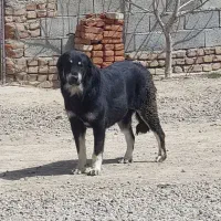 ماده عراقی اصیل نسل کرال قهرمان