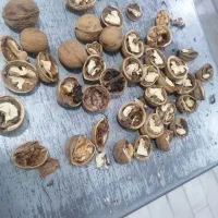 گردو تازه تویسرکان  پرچرب|خوردنی و آشامیدنی|قم, شهرک فاطمیه|دیوار