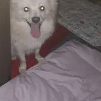 سگ پامر|سگ|مشهد, نوده|دیوار