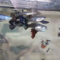 ماهی کوپی مولد سه نژاد زیبای تایگر