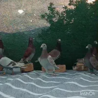 کفتر سوسنی غوره ای همه نر|پرنده|داراب, |دیوار