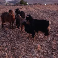 بز و بی|حیوانات مزرعه|اندیمشک, |دیوار