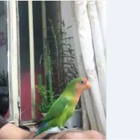 طوطی برزیلی اهلی