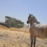 مادیان فروشی قیمت 40ملیون|اسب و تجهیزات اسب‌سواری|اسدآباد, |دیوار