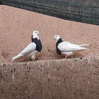 کفتر طوقی جفت مهر مهر خفت