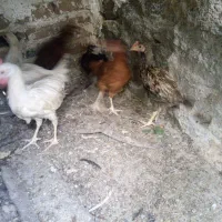 جوجه مرغ وخروس