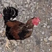 خروس دورگه   محلی   رسمی    لرستان