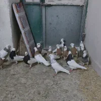 طوقی|پرنده|کنگاور, |دیوار