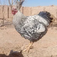 خروس|حیوانات مزرعه|آشتیان, |دیوار