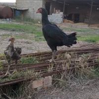 مرغ جوجه لاری|حیوانات مزرعه|تاتار علیا, |دیوار