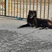 سگ نر قدرجونی نگهبان