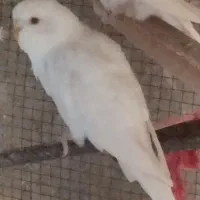 مرغ عشق سفید زوران