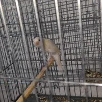 قناری نرمست مست