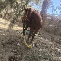 اسب ماده سر حال و شاد|اسب و تجهیزات اسب‌سواری|نرماشیر, |دیوار