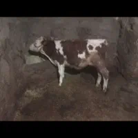 گوساله سمینتال نر