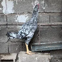 خروس لاری|حیوانات مزرعه|شیراز, فرهنگ شهر|دیوار