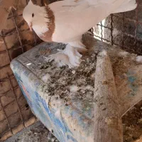 طوقی وخوشرنگ