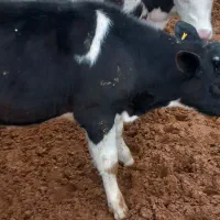 سیمینتال فروشی|حیوانات مزرعه|ساروق, |دیوار