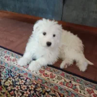 سگ شیتزو تریر