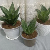 گل ه