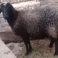 میش|حیوانات مزرعه|فردوس (خراسان), |دیوار