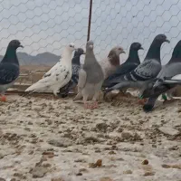 ۲۰عدد پرنده