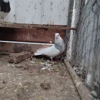 طوقی آبی . ماده|پرنده|خرم‌آباد (تنکابن), |دیوار