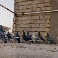 کبوتر پلاکی
