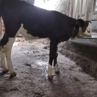 فروشی گوساله سیمینتال نر ۳.۵ الا ۴ماهه|حیوانات مزرعه|گمیشان, |دیوار