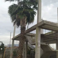 درخت تزیینی