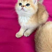 گربه کوچولو|گربه|تهران, تهرانسر شرقی|دیوار