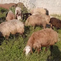 ۲۸ راس شیشک میش ترکی بختیاری بره دار