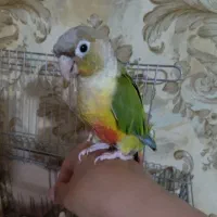 پرنده