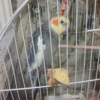 عروس هلندی|پرنده|خسروشاه, |دیوار