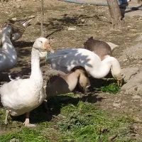 قوغازلیندا|حیوانات مزرعه|ساری, |دیوار