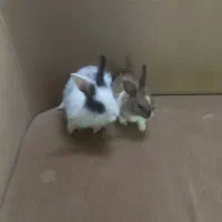 ۲ خرگوش|موش و خرگوش|تربت جام, شهید نصرالهی|دیوار