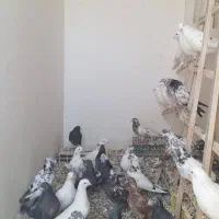 کبوتر غریبگیری