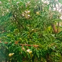 یک-ملک-قدیمی-چهار-دیواری-750-متر